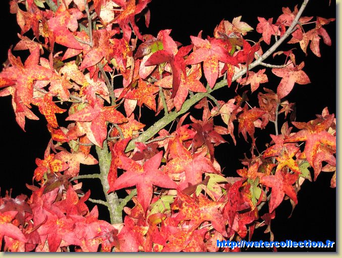 Diapositive suivante